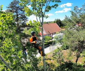Arborist i Haninge Tyresö och HUddinge