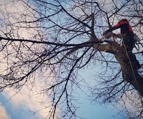 Arborist klättrar i träd