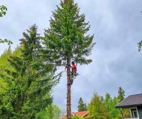 Arborist fäller träd i Haninge och Vendelsö