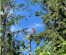 Arborist som klättrar i träd Haninge Tyresö och Huddinge